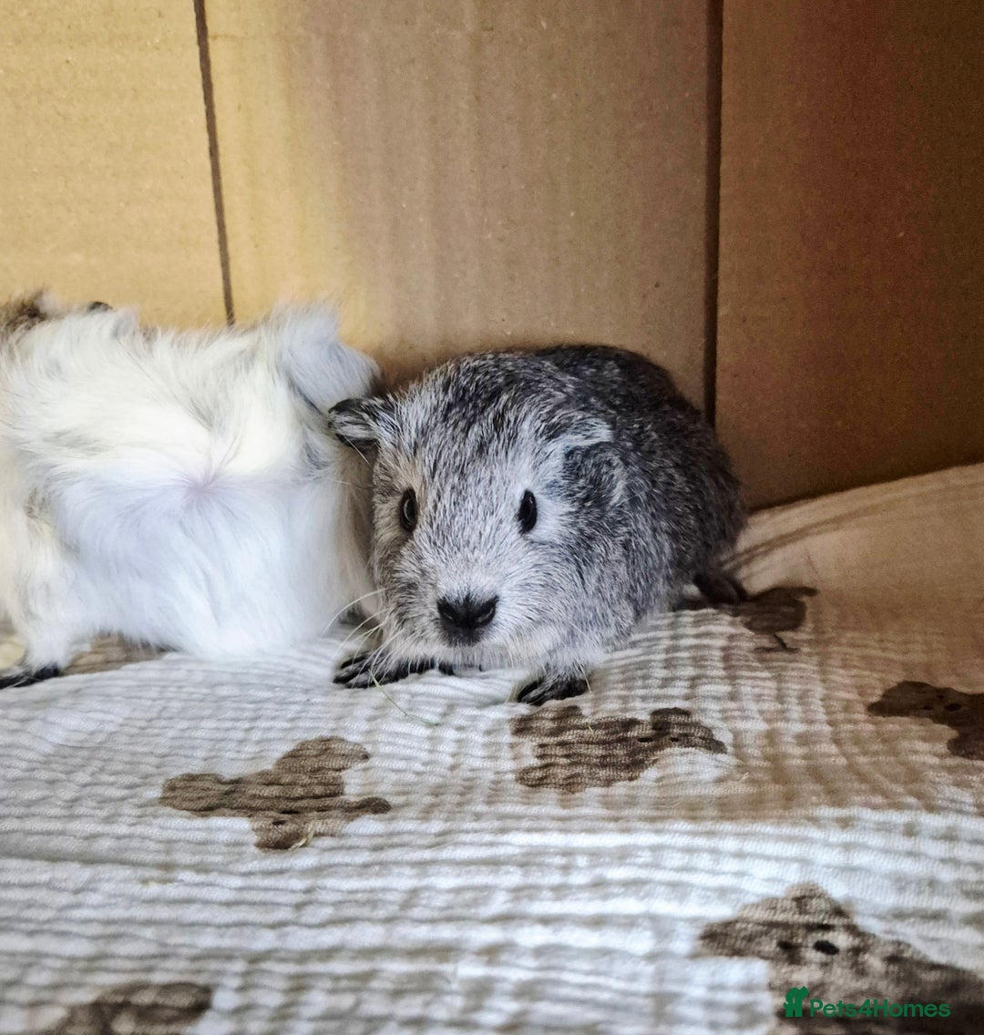 Guinea Pig rodents for sale: Baby Californian Guinea Pigs - Advert 2