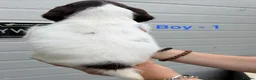 English Springer Spaniel dogs for sale: Cheeky Springer Spaniel Pups  in Wrexham - Advert 7
