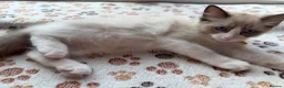 Ragdoll cats for sale: 4 Handsome boy Pure Ragdolls - Advert 8