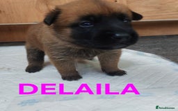 Belgian Shepherd Dog dogs for sale: PuppiesDWKC registered Working Line,Tested Parents - Image 7
