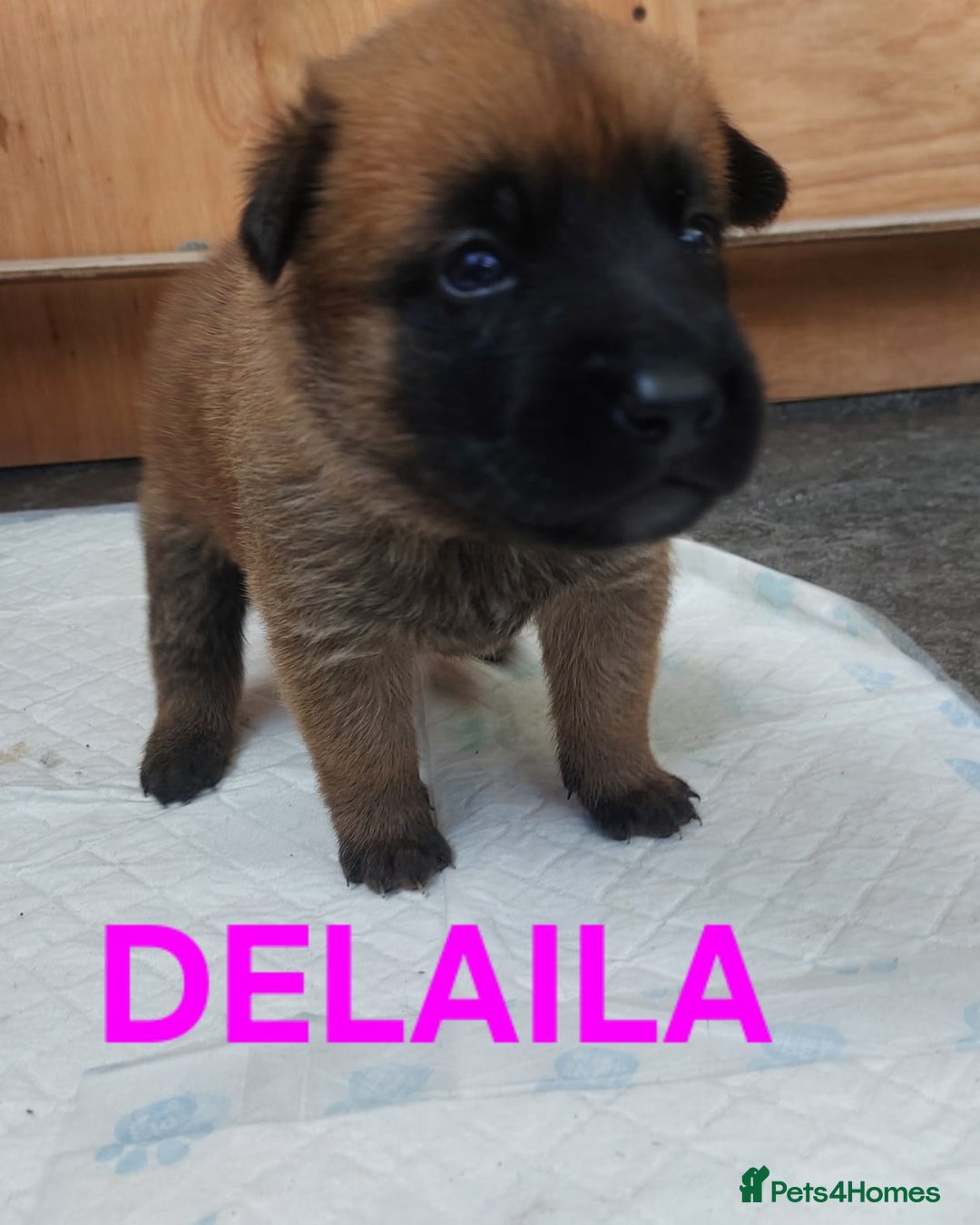 Belgian Shepherd Dog dogs for sale: PuppiesDWKC registered Working Line,Tested Parents - Image 7