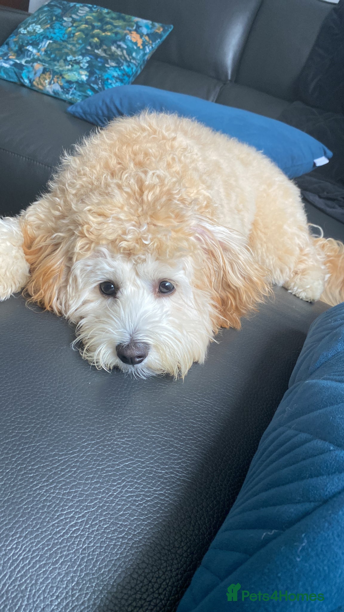 Mixed Breed dogs Cavapoochon 8 months  - Advert 14