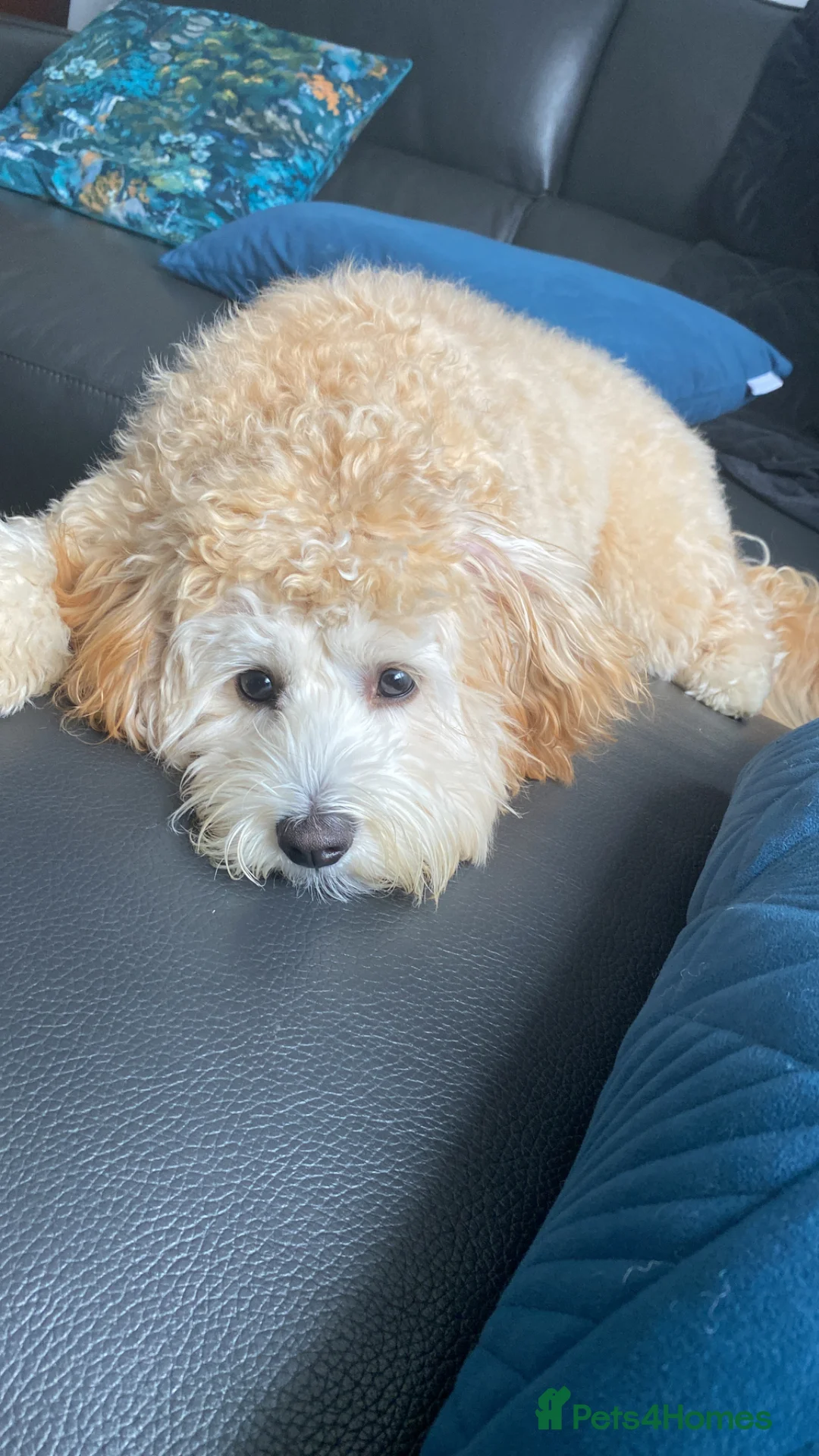 Mixed Breed dogs for sale: Cavapoochon 8 months  - Advert 1