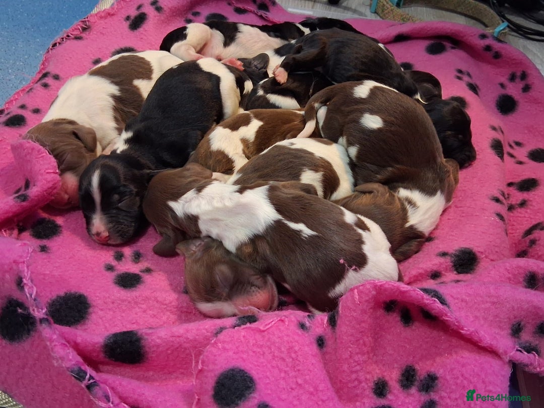 English Springer Spaniel dogs for sale: Health tested KC Registered Springer spaniels - Advert 10