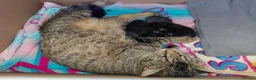 Maine Coon cats for sale: Half Main coon kittens  - Advert 37