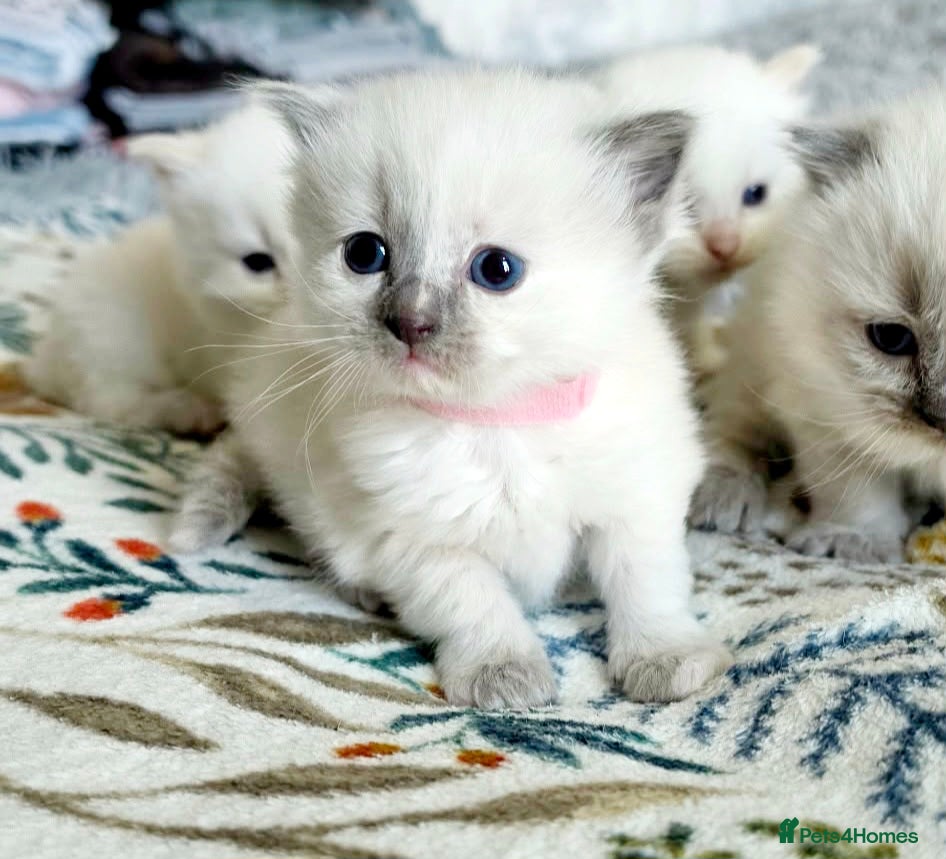 Ragdoll cats Pure ragdoll kitty LAST ONE - Advert 7