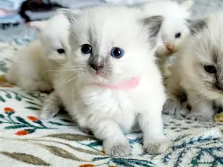 Ragdoll cats Pure ragdoll kitty LAST ONE - Advert 7