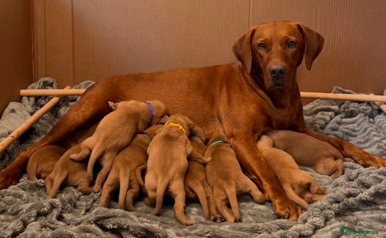 Labrador Retriever dogs - Advert 4