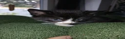 Mixed Breed cats for sale: Kittens Ready for new homes - Advert 9