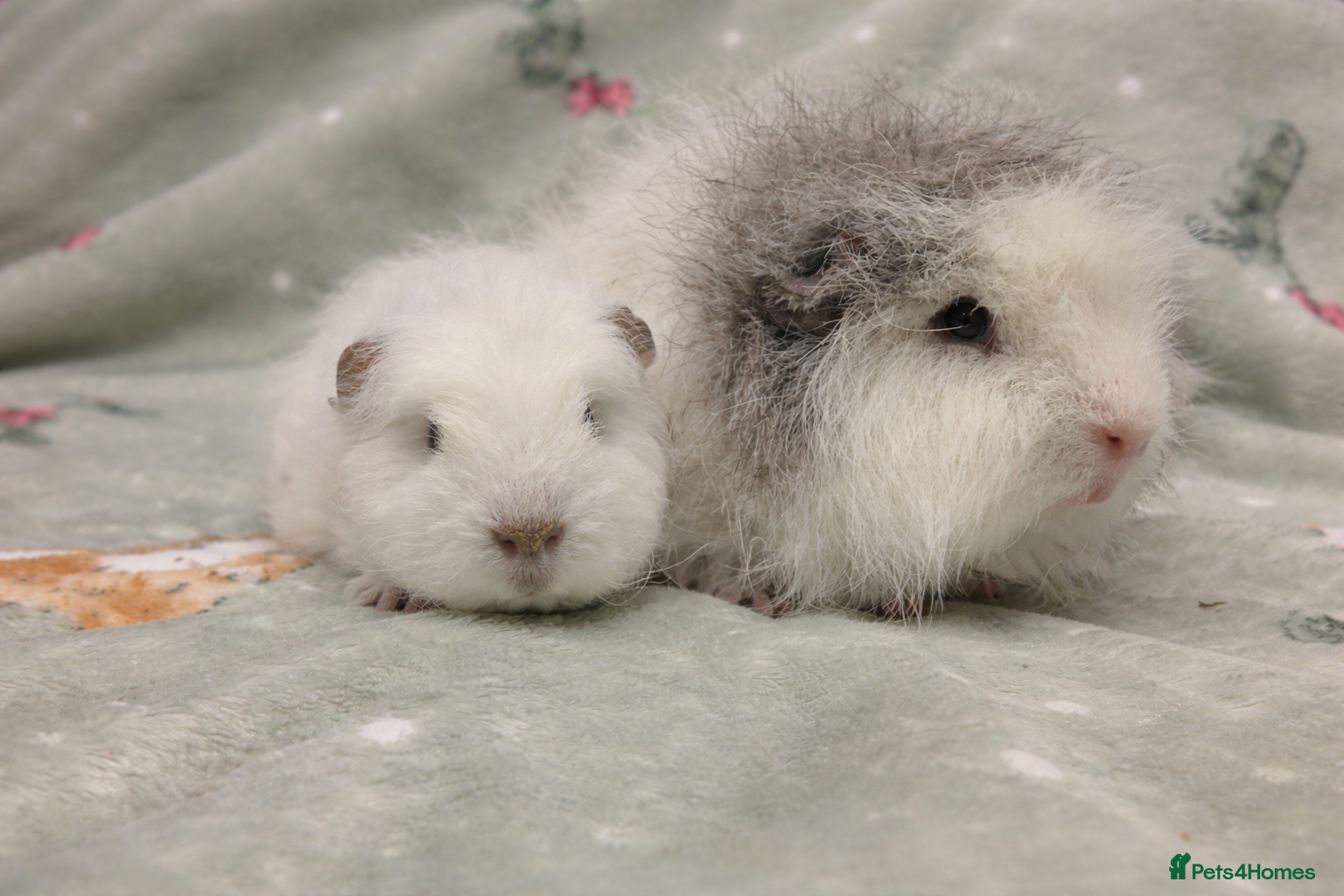 Guinea Pig rodents 2 Bonded Swiss Boars Looking for a New Home - Advert 18