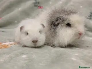 Guinea Pig rodents 2 Bonded Swiss Boars Looking for a New Home - Advert 1