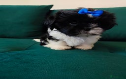 Shih Tzu dogs for sale: Shih Tzu puppies 1 boy available Redy Now!!! - Image 28