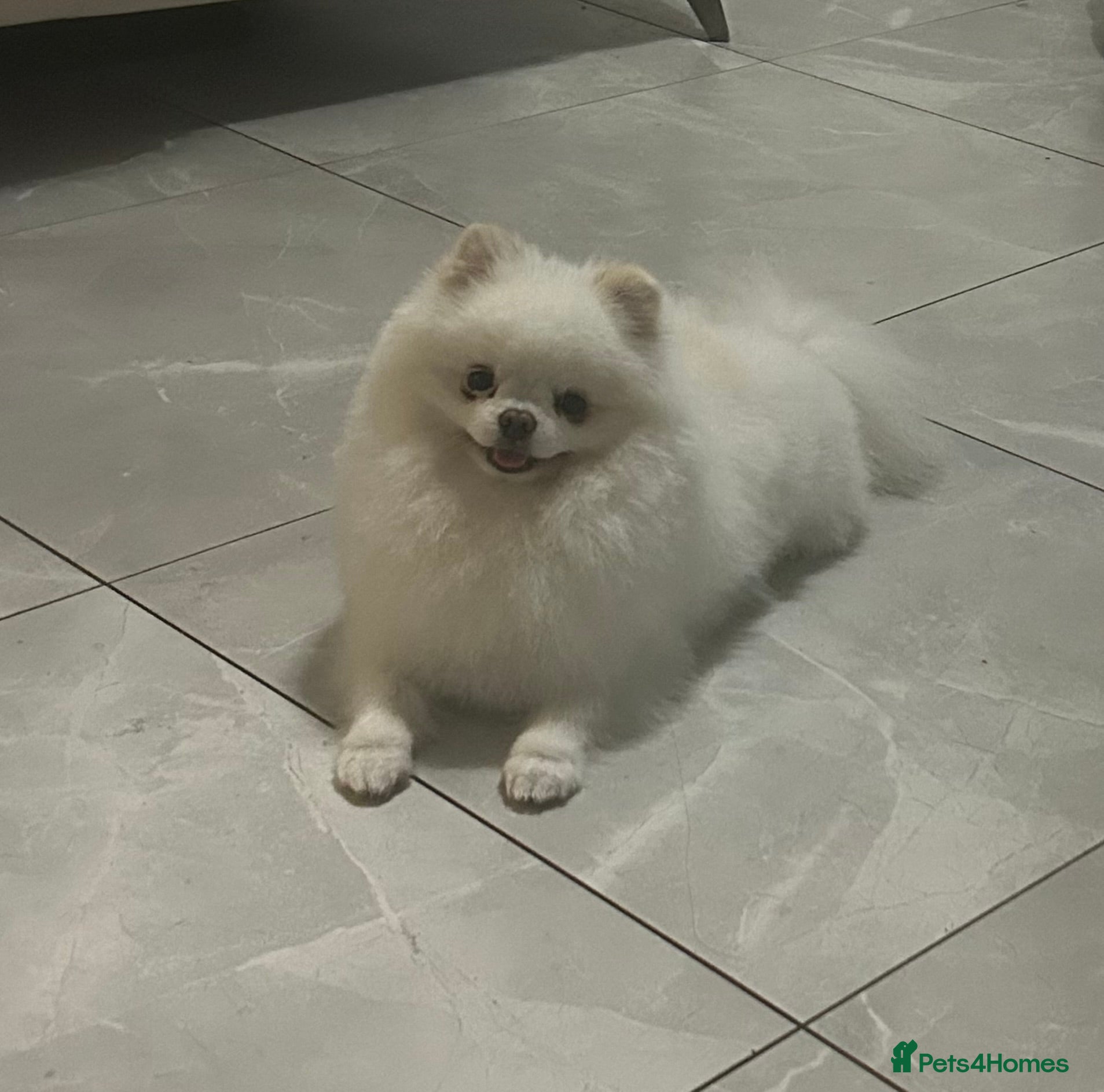 Pomeranian dogs Olaf white Pomeranian stud in Liverpool - Advert 9
