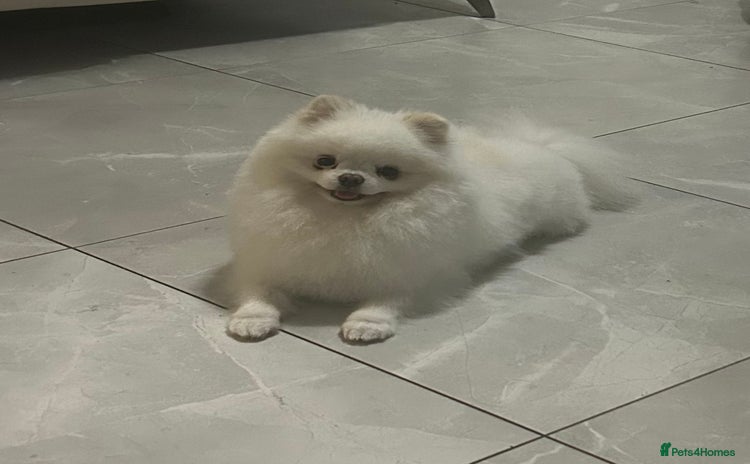 Pomeranian dogs in Liverpool - Advert 7
