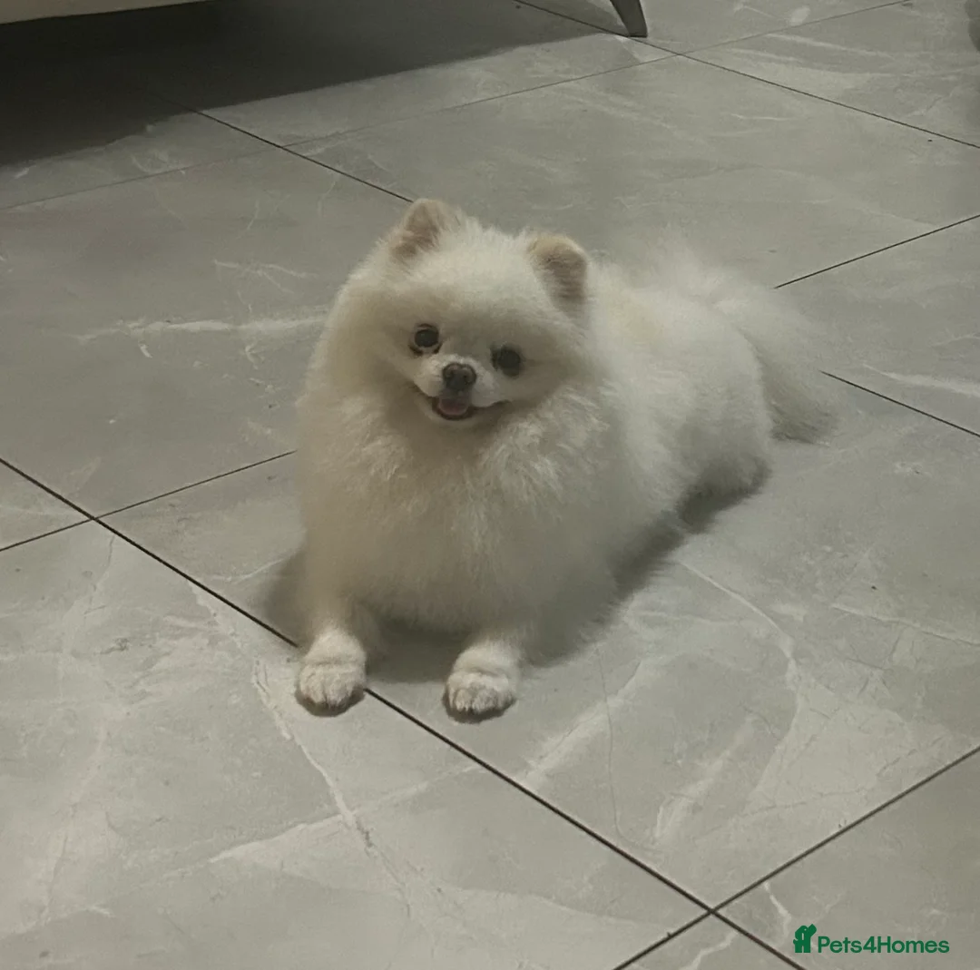 Pomeranian dogs for stud: Olaf white Pomeranian stud in Liverpool - Advert 1