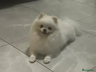 Pomeranian dogs Olaf white Pomeranian stud in Liverpool - Advert 13