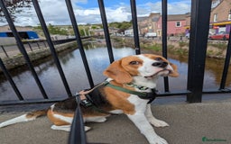 Beagle dogs for stud: KC Registered Beagle for stud - Image 4