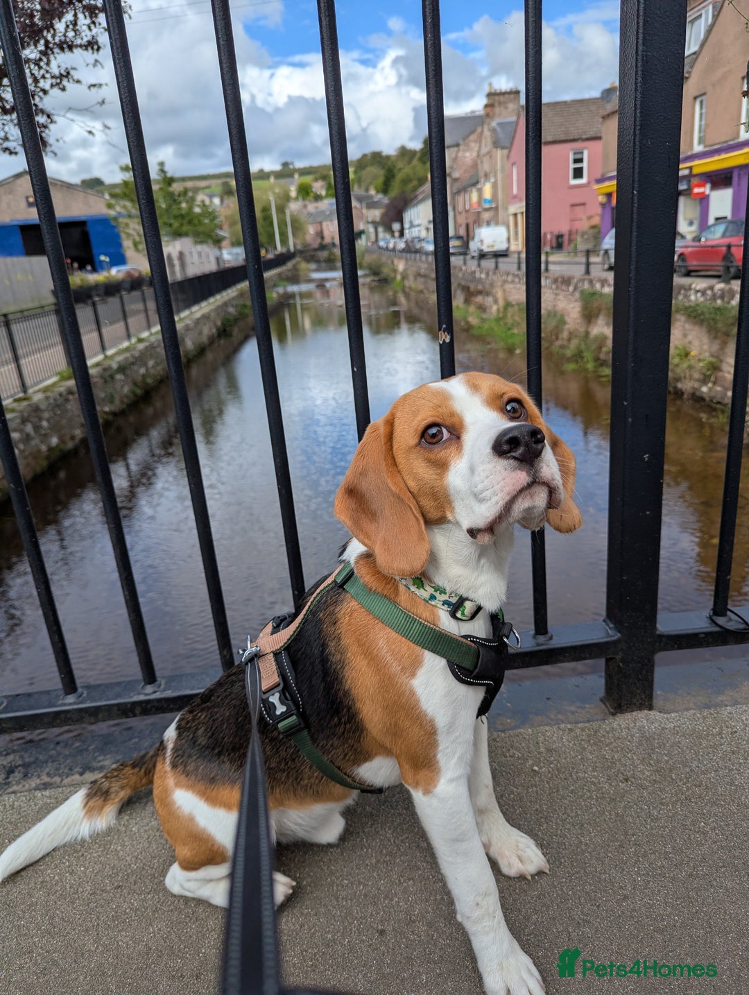 Beagle dogs for stud: KC Registered Beagle for stud - Image 4