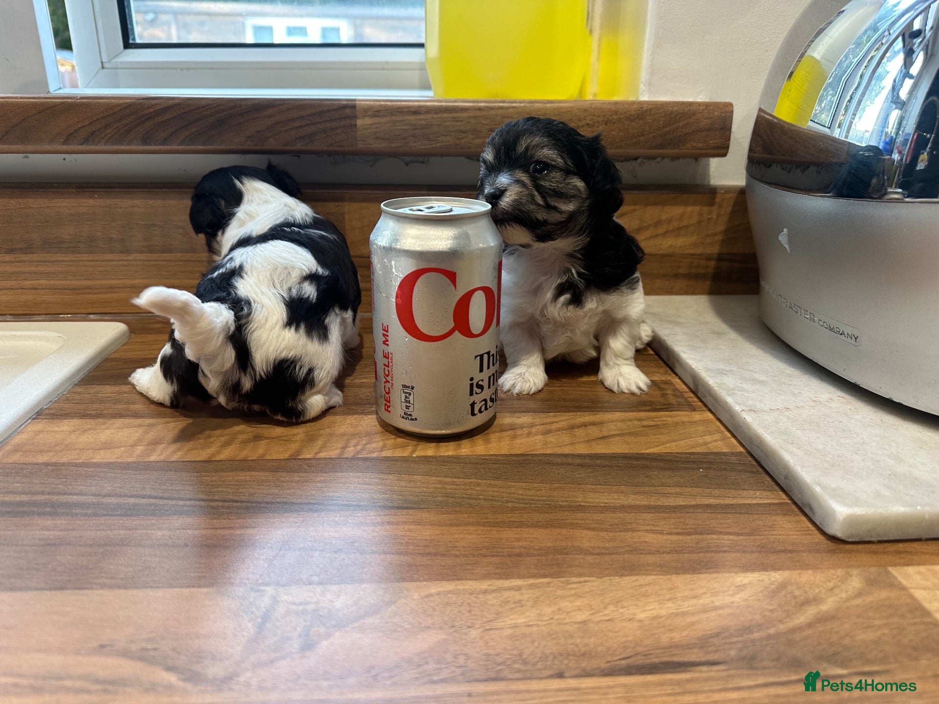 Maltipoo dogs Tiny Asian Maltipoo 2kg  - Advert 2