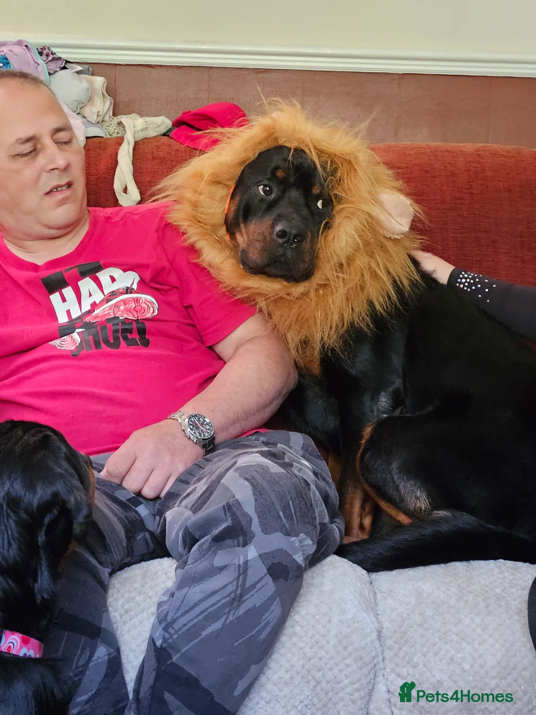 Rottweiler dogs for stud: Rottweiler stud halifax proven  in Halifax - Advert 1