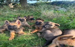 Mixed Breed dogs for sale: German shepherd x Belgian shepherd puppies - Image 1