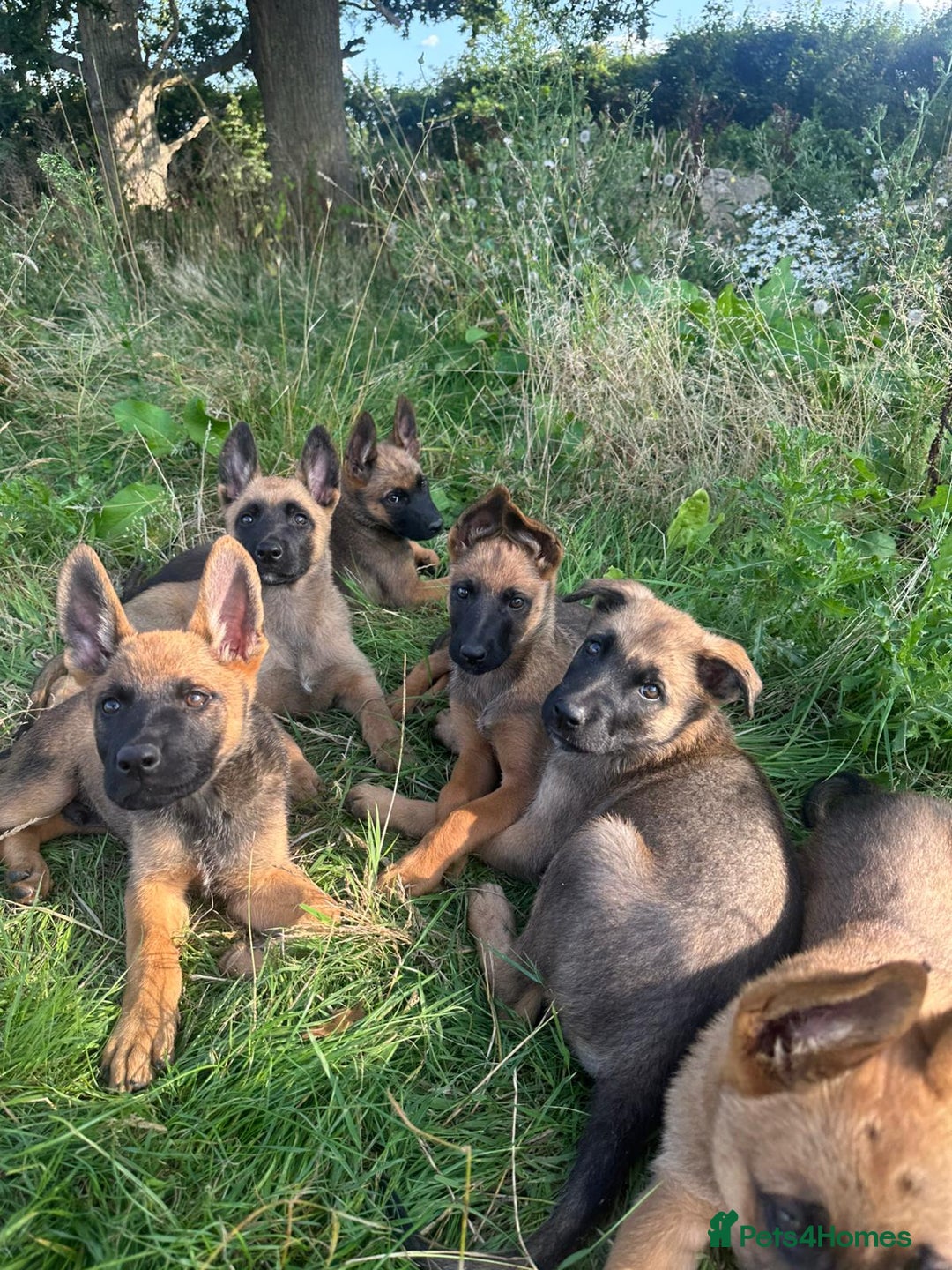 Mixed Breed dogs for sale: German shepherd x Belgian shepherd puppies - Image 1