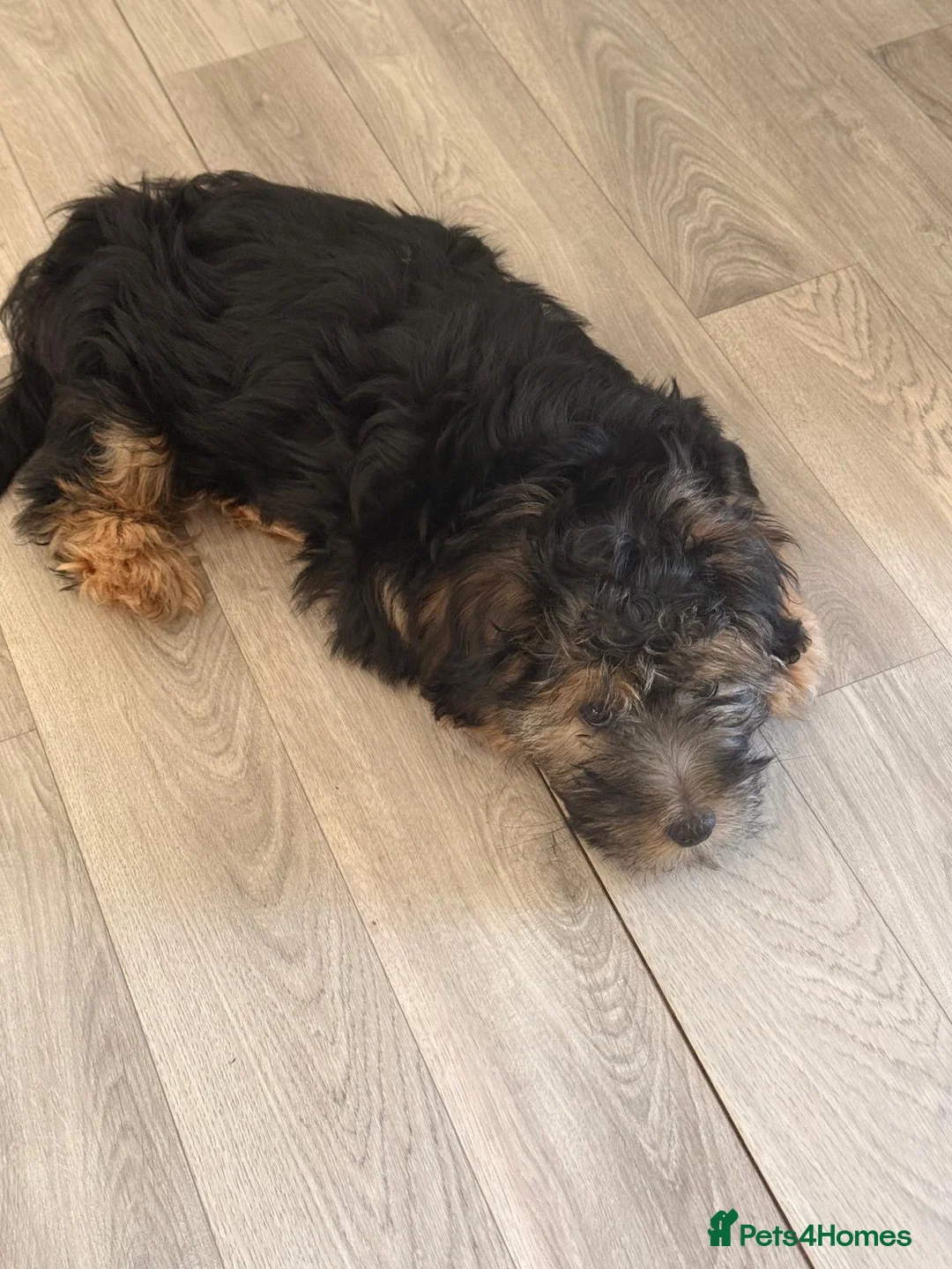 Norfolk Terrier dogs for sale: 🐾 Gorgeous Boy Looking for His Forever Home 🏡❤️ - Advert 5