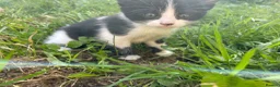 Mixed Breed cats for sale: Kittens for sale in Bridport - Advert 7