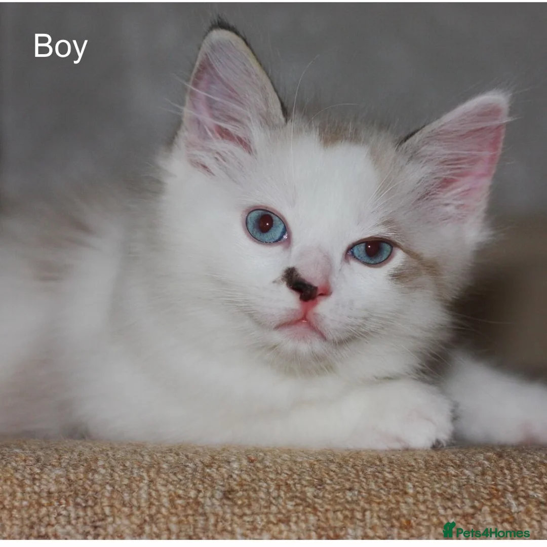 Ragdoll cats for sale: Pure bred Ragdoll kittens lynx bicolour in Saint Helens - Advert 1
