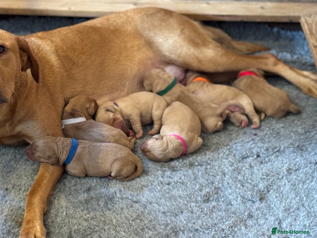 Labrador Retriever dogs for sale: Outstanding KC reg fox red Labrador puppies.  - Image 1