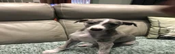 Whippet dogs for sale: Two exceptional kc registered pups available  - Advert 18