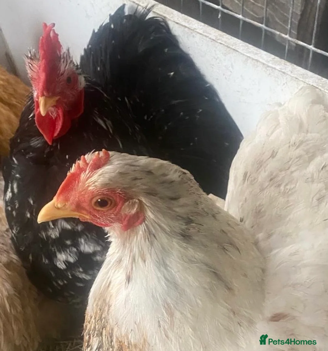 Chickens poultry for sale: Chickens and chicks read description - Advert 4