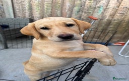 Labrador Retriever dogs for sale:  Unique Labrador ready for new home - Image 3