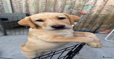 Labrador Retriever dogs - Advert 7