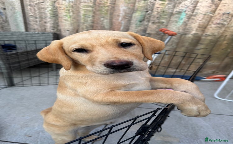 Labrador Retriever dogs - Advert 14