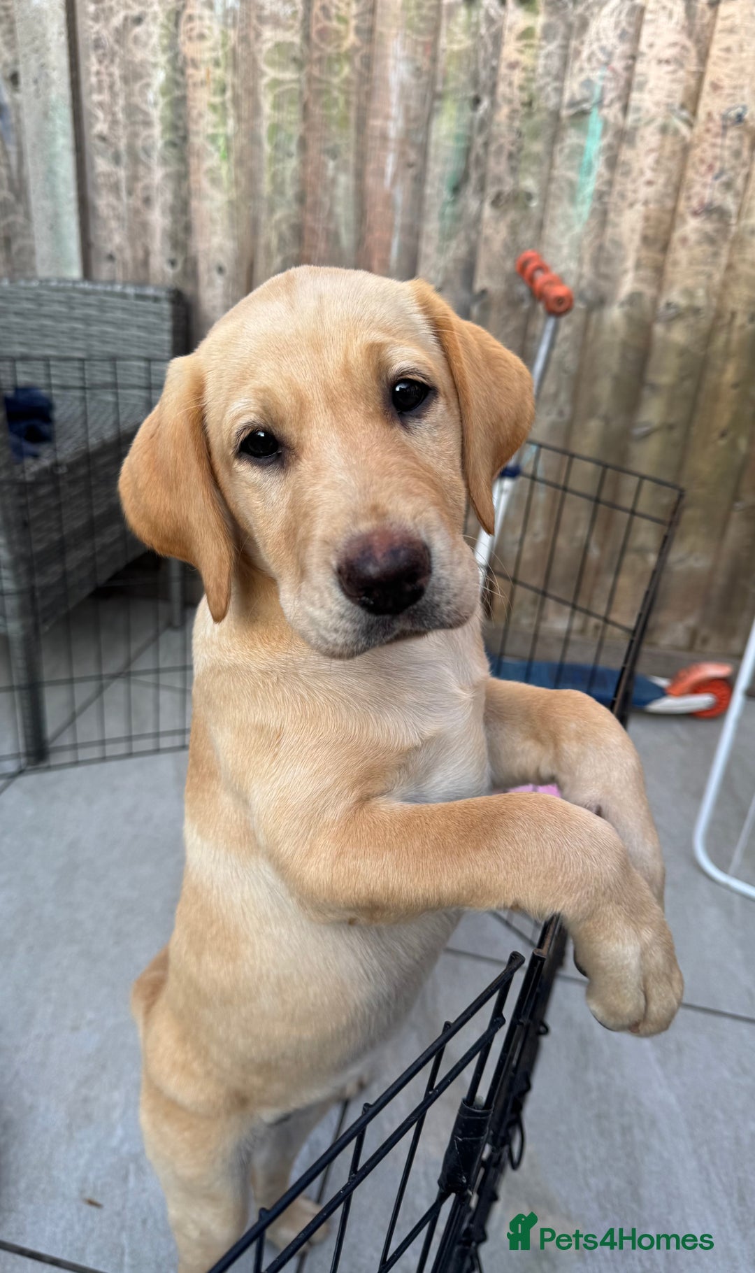 Labrador Retriever dogs for sale:  Unique Labrador ready for new home - Image 3