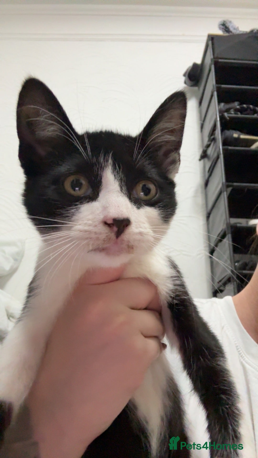 Mixed Breed cats Beautiful Kittens Looking for Loving Homes 🐱💕 - Advert 1
