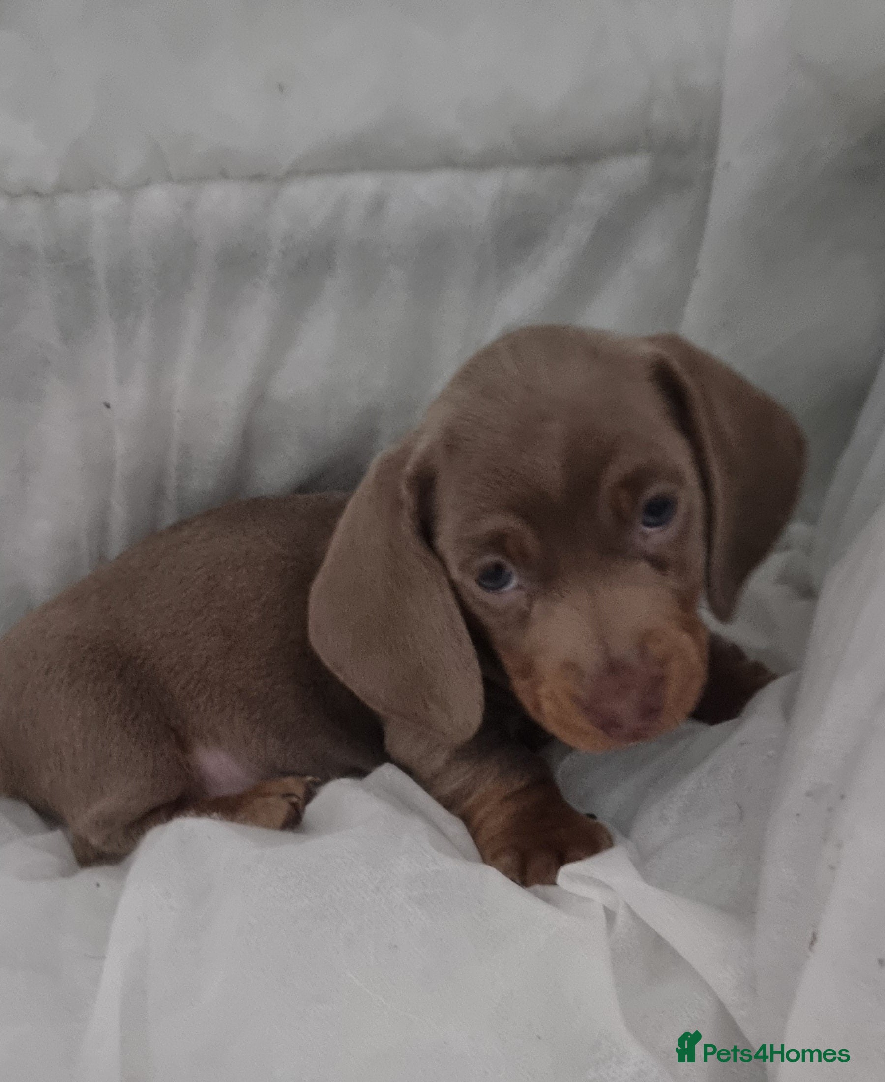 Miniature Dachshund dogs Beautiful Mini Dachshund puppies  - Advert 16