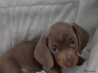 Miniature Dachshund dogs Beautiful Mini Dachshund puppies - Advert 16