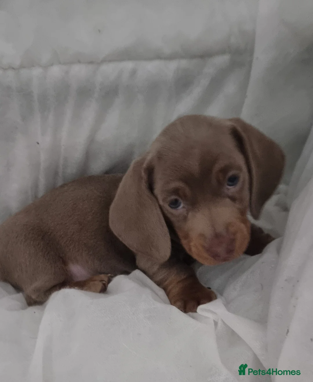 Miniature Dachshund dogs for sale: Only 2 Girls and 1 Boy Left  - Advert 1