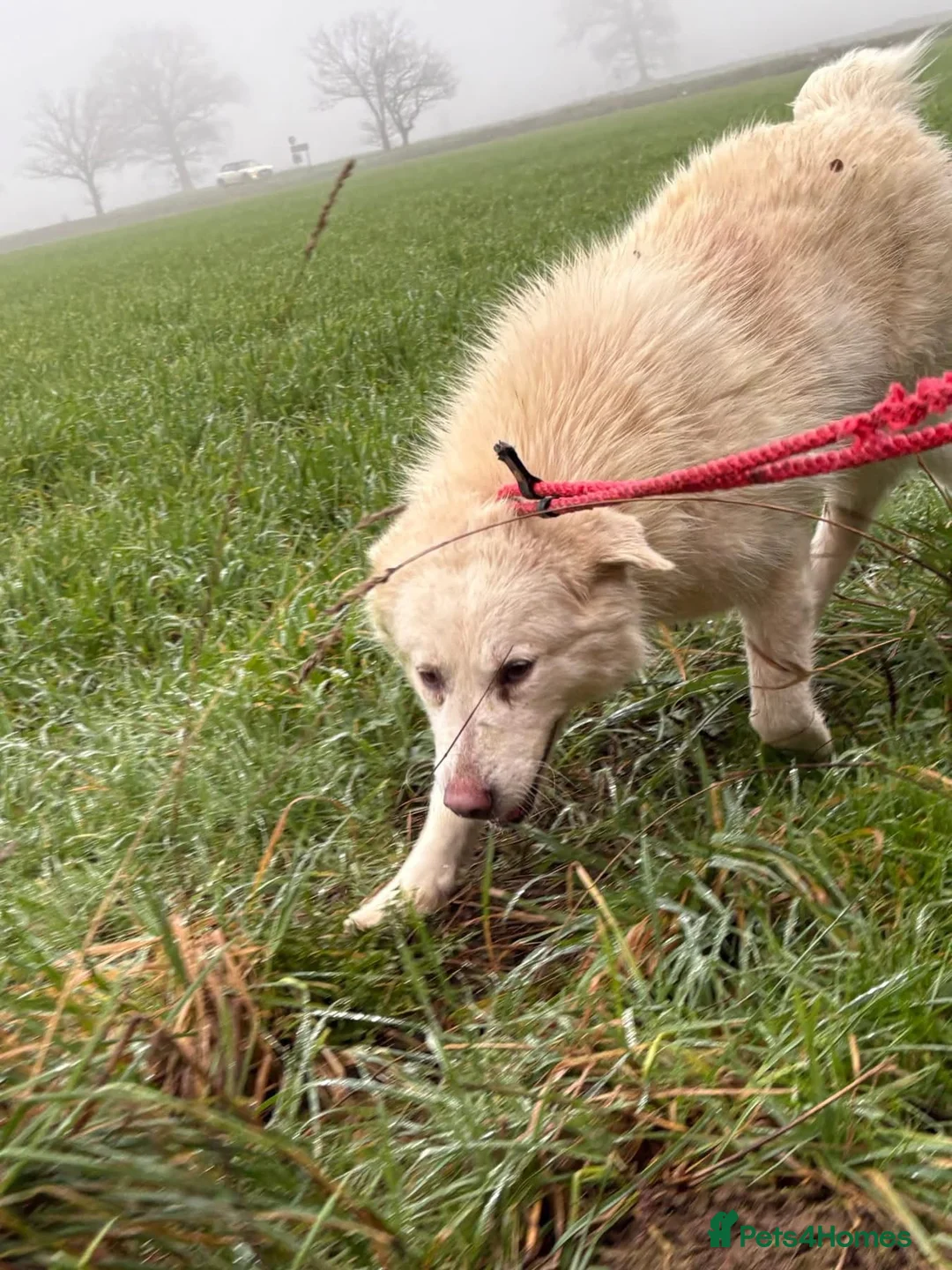 Mixed Breed dogs for adoption: Granny - Norwich Norwich  - Advert 13