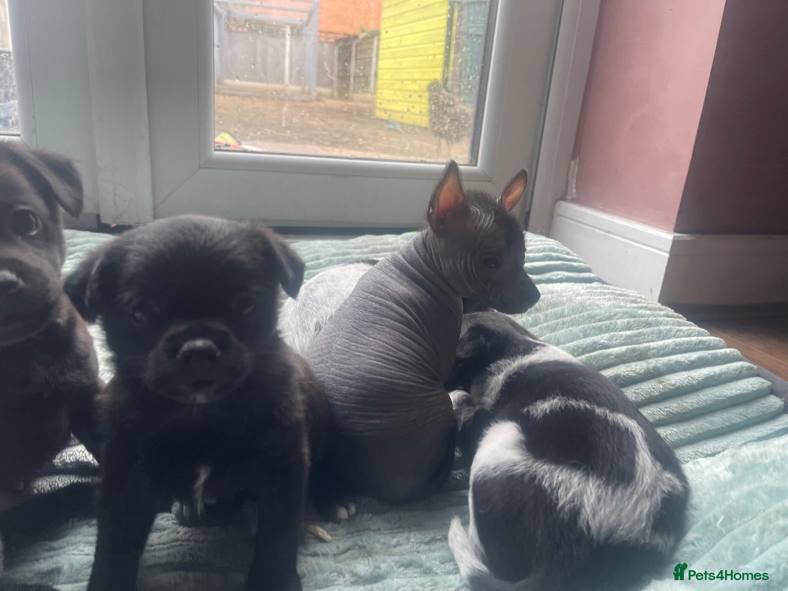 Mexican Hairless dogs Beautiful purebred Mini Xoloitzcuintli Puppies  - Advert 2