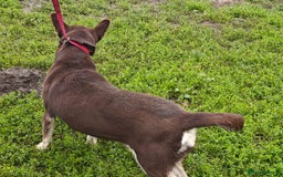 Mixed Breed dogs for adoption: 💖🐶 AZARA 🐶💖 - Image 13