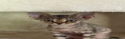 Devon Rex cats for sale: Stunning Affectionate Devon Rex Kittens  - Advert 7