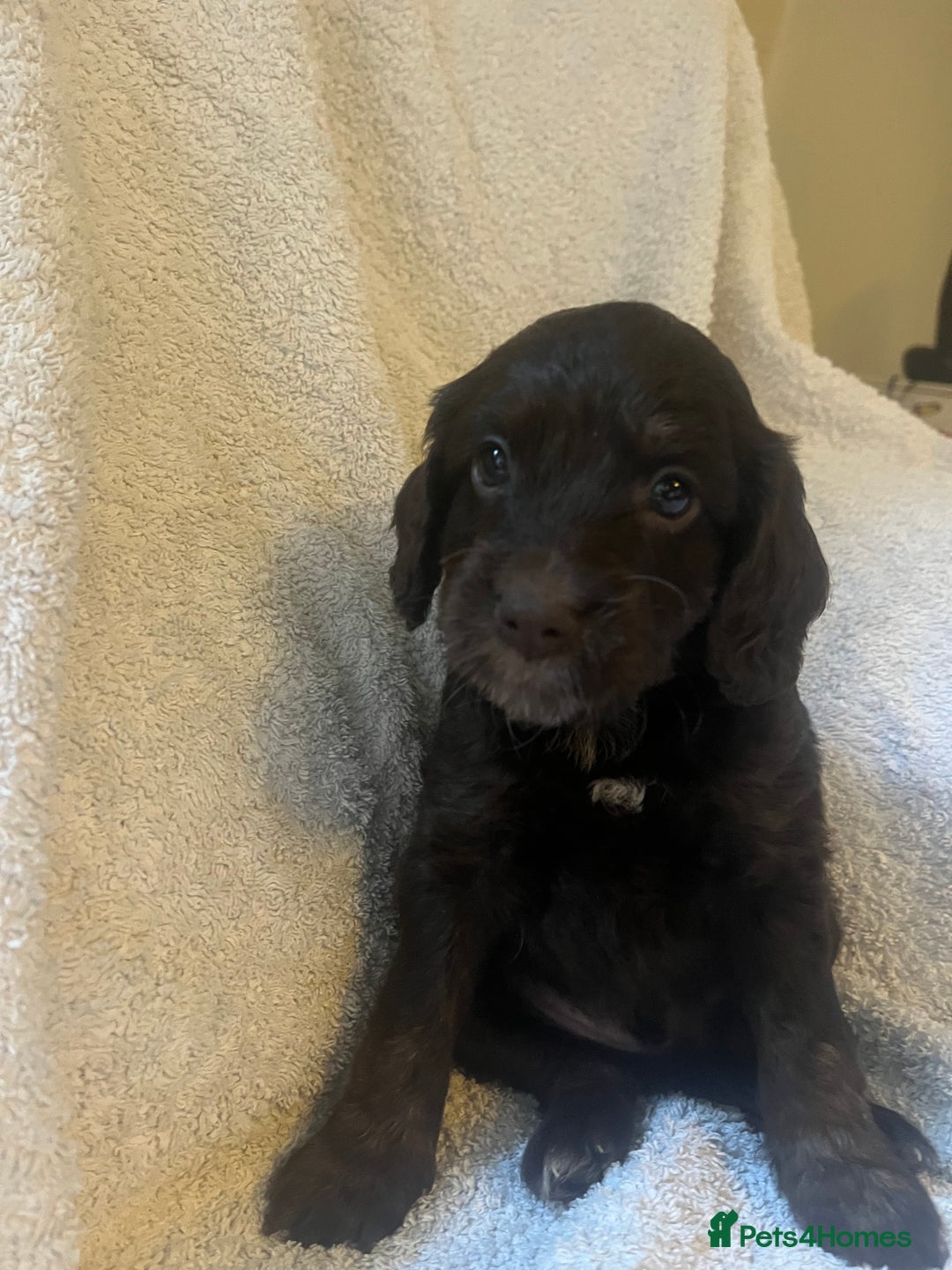 Cockapoo dogs for sale: Adorable Chocolate Cockapoos  - Image 6
