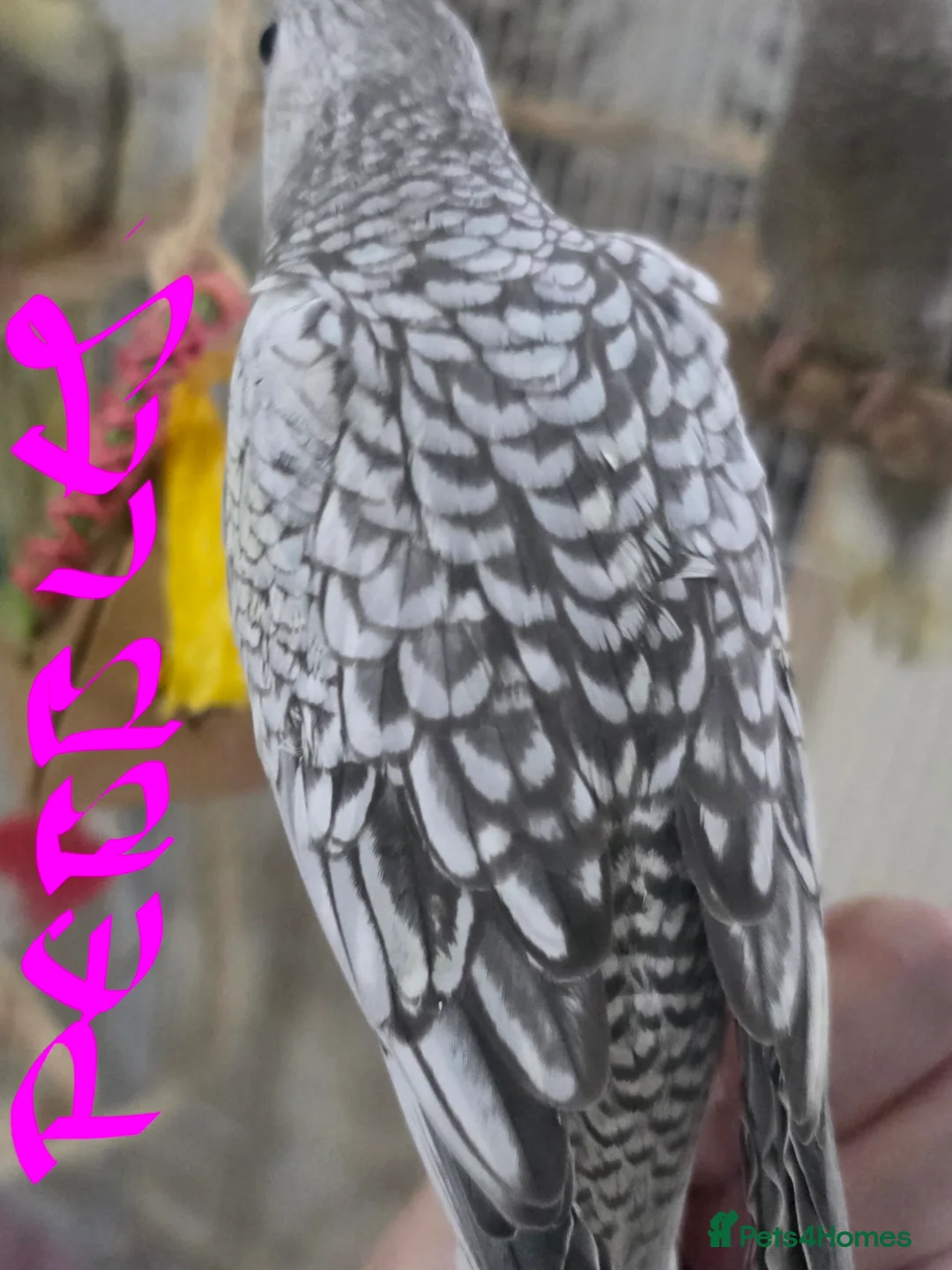 Cockatiels birds for sale: Baby cockatiels mixed  - Advert 20