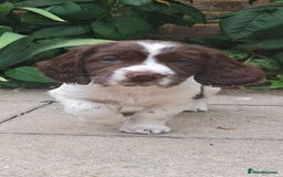 English Springer Spaniel dogs for sale: ESS girl puppies  - Image 18