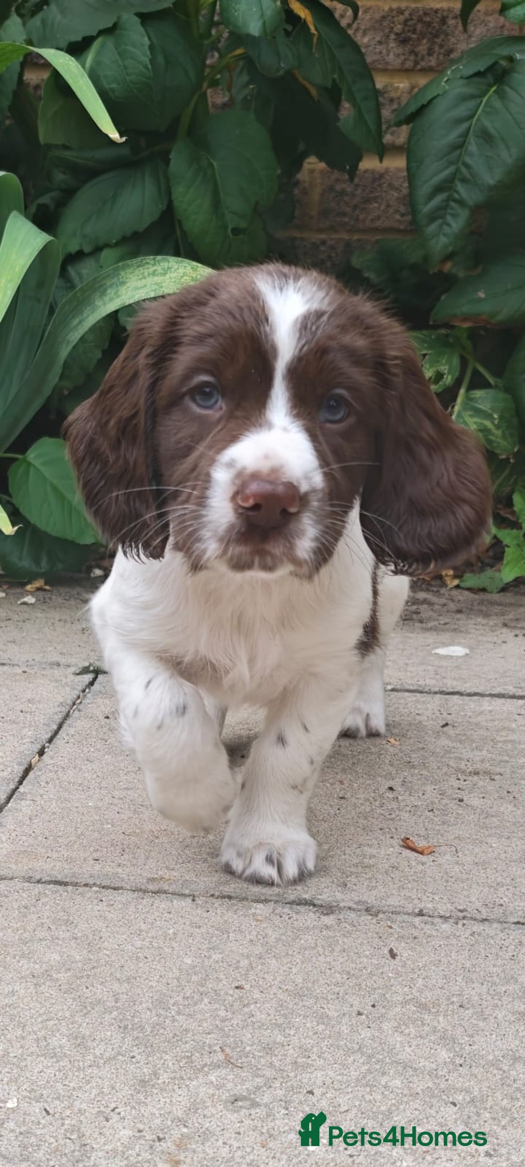 English Springer Spaniel dogs for sale: ESS girl puppies  - Image 18