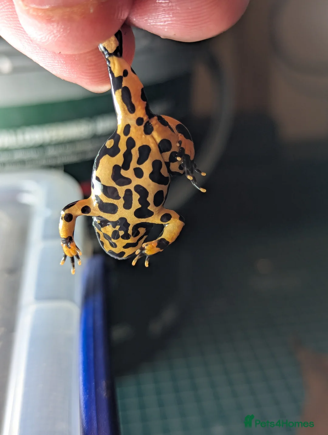 Frog reptiles for sale: Bombina orientalis - Advert 5