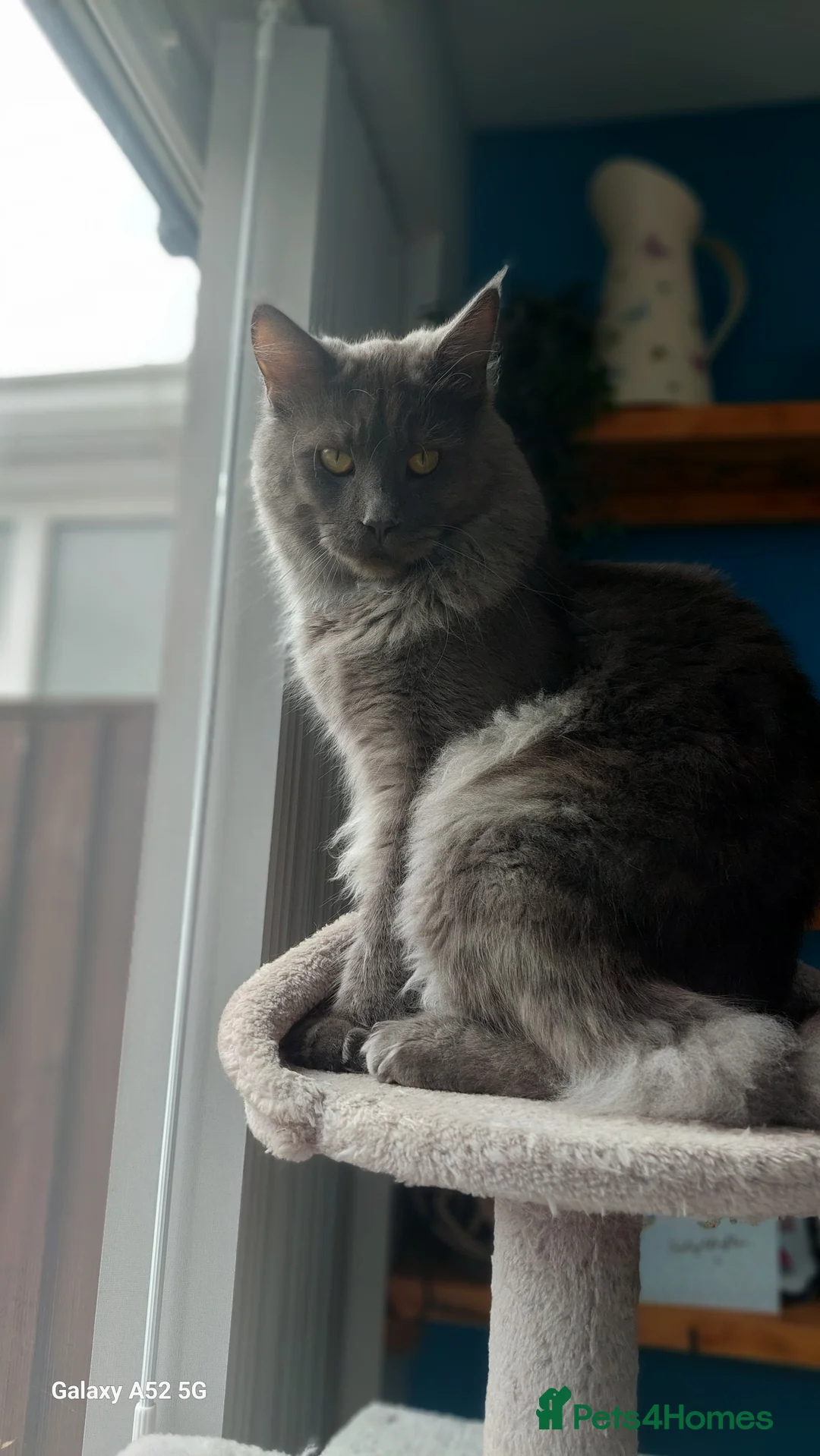 Mixed Breed cats for stud: Odin large maincoon russian blue mix for stud - Advert 3